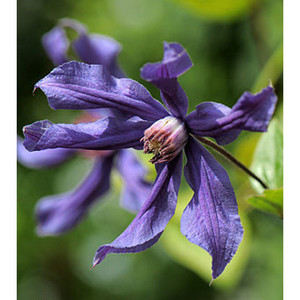 Clematis Sizaia Ptitsa.png