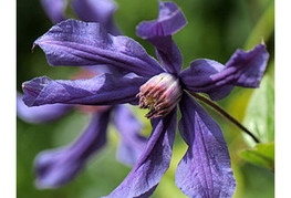 Clematis 'Sizaia Ptitsa' - srobot