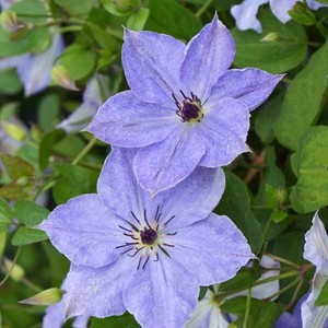 Clematis Skyfall.jpg