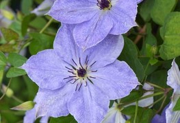 Clematis 'Skyfall' - srobot