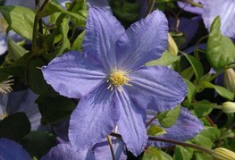 Clematis 'Vistula' - srobot