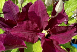 Clematis 'Warszawska Nike' - srobot (= C. 'Warsaw Nike')