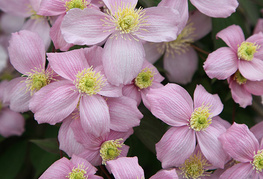 Clematis montana var.  rubens - himalajski srobot