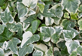 Hedera helix 'Variegata' - pisanolistni bršljan