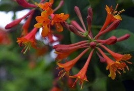 Lonicera x brownii 'Dropemore Scarlet' - kovačnik