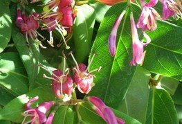 Lonicera henryi - kovačnik