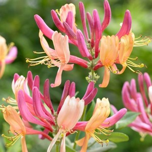 Lonicera x hecrottii American Beauty.jpg