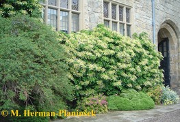 Hydrangea anomala ssp. petiolaris - vzpenjava hortenzija