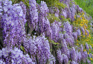 Wisteria sinensis Prolific.jpg