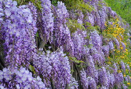 Wisteria sinensis 'Prolific' - glicinija