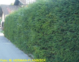 Picea abies.jpg