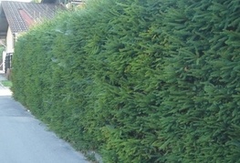 Picea abies - smerka
