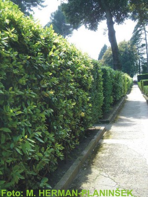 Prunus laurocerasus 2.jpg