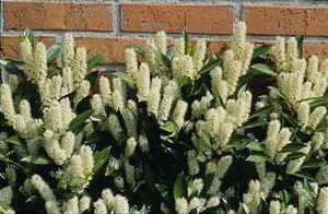 Prunus laurocerasus Otto Luyken.jpg