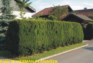 Taxus x media Hicksii.jpg