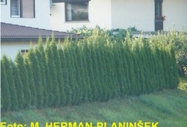 Thuja occidentalis 'Smaragd' - stožčast ameriški klek, smaragdni klek