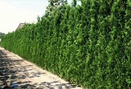 Thuja plicata 'Atrovirens' - veliki klek