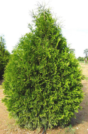 thuja_Plicata_atrovirens.jpg