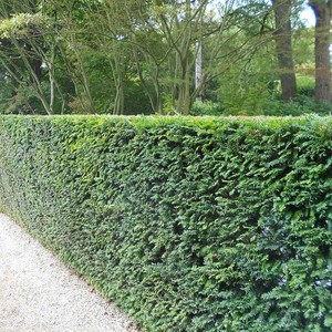 Taxus baccata.jpg