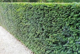 Taxus baccata - grmasta tisa