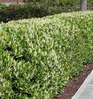 prunus laurocerasus otto luyken.jpg